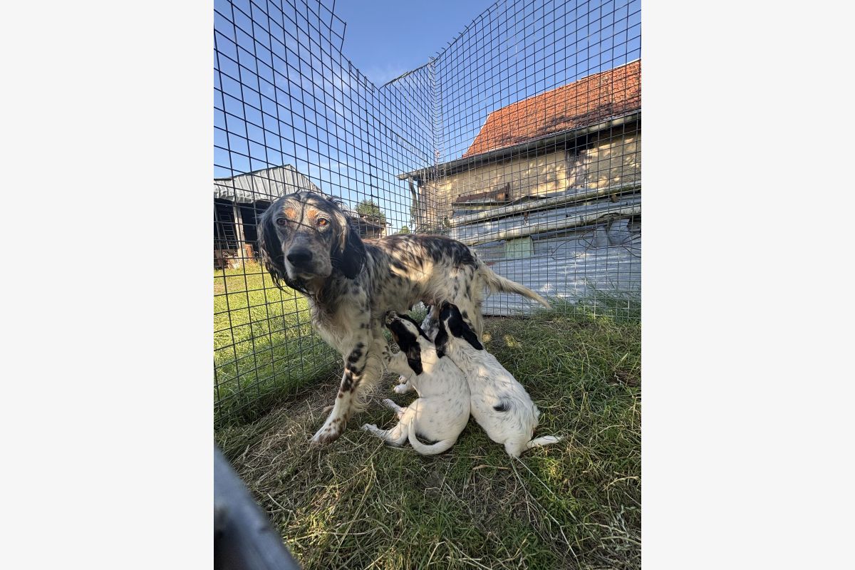 Photo 1 Apparence Setter anglais