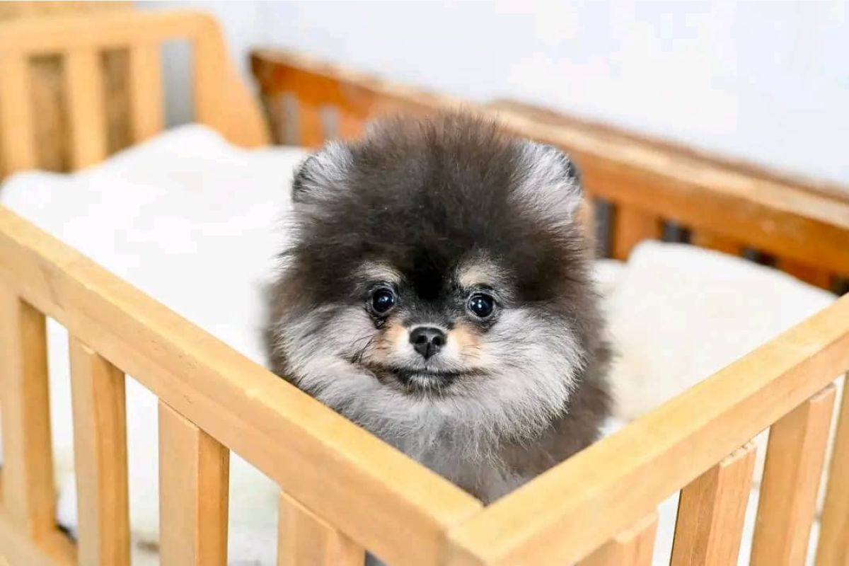 Chiot Spitz Nain femelle noir & feu - 30248653_540a9c35ef01e4e2059015d8925b9218.jpg