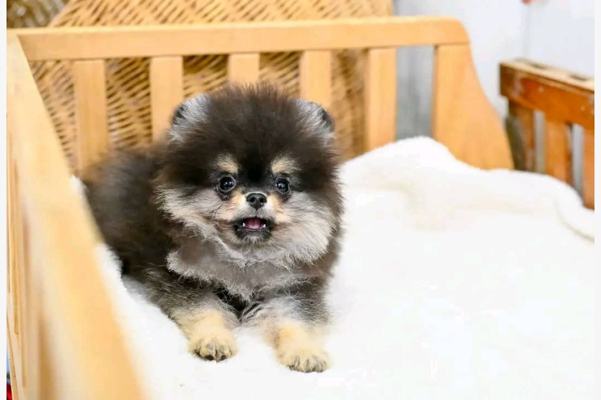 Photo 1 Chiot Spitz Nain femelle noir & feu