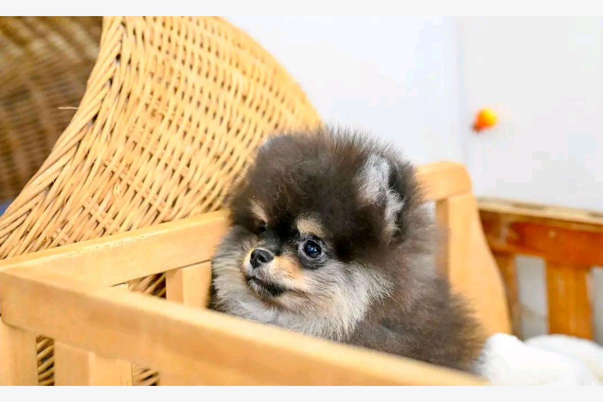 Chiot Spitz Nain femelle noir & feu - 30248653_a56d24030f150417615b967ebbf5c8d0.jpg