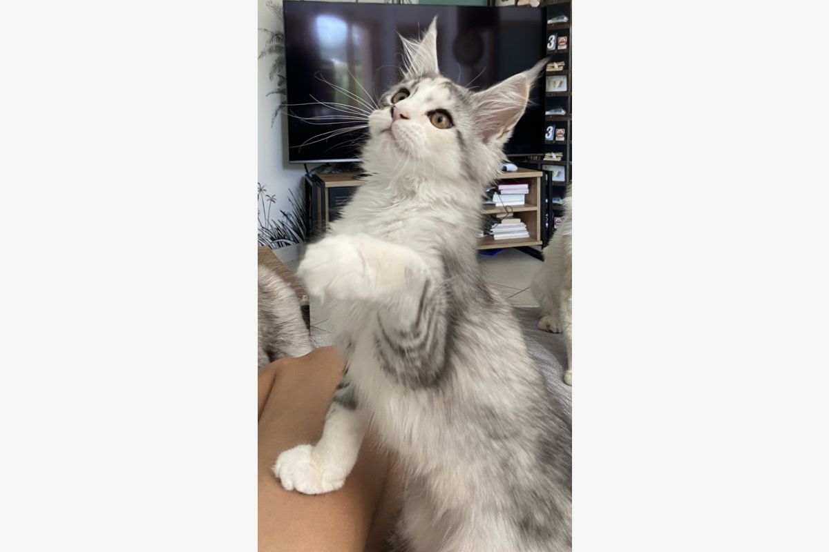 Photo 1 Chaton race Maine Coon