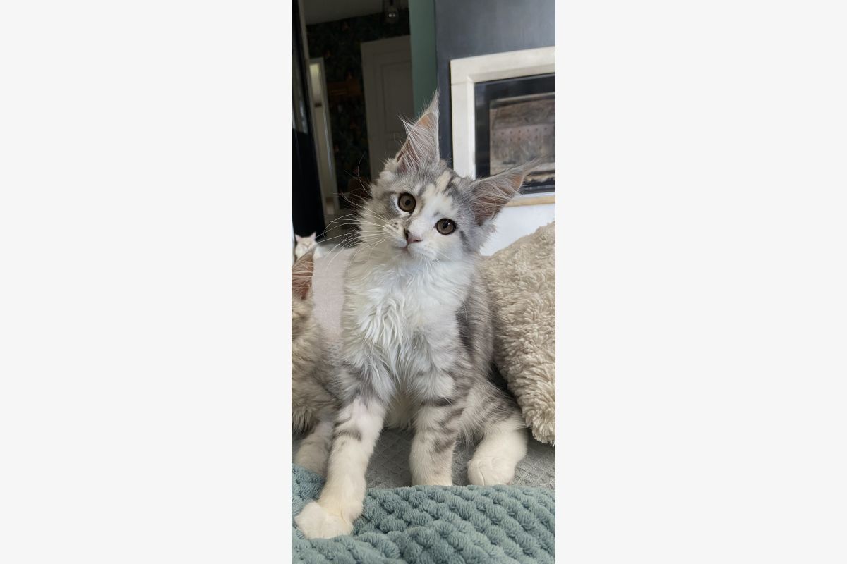 Chaton race Maine Coon - 30248745_bbb2e86606ced0e5237927c11a17b84c.jpg
