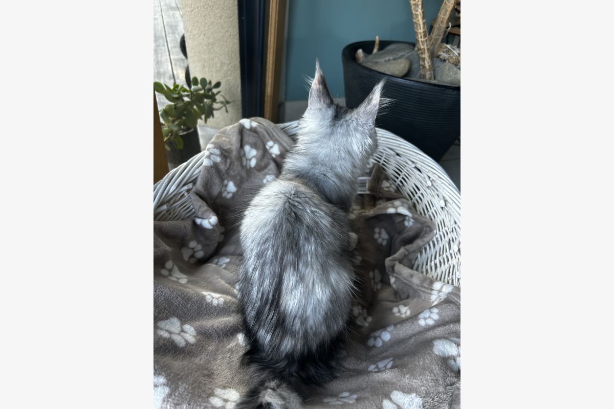 Chaton race Maine Coon - 30248745_f4e541860f49f0637e74301b2dba7cbb.jpg