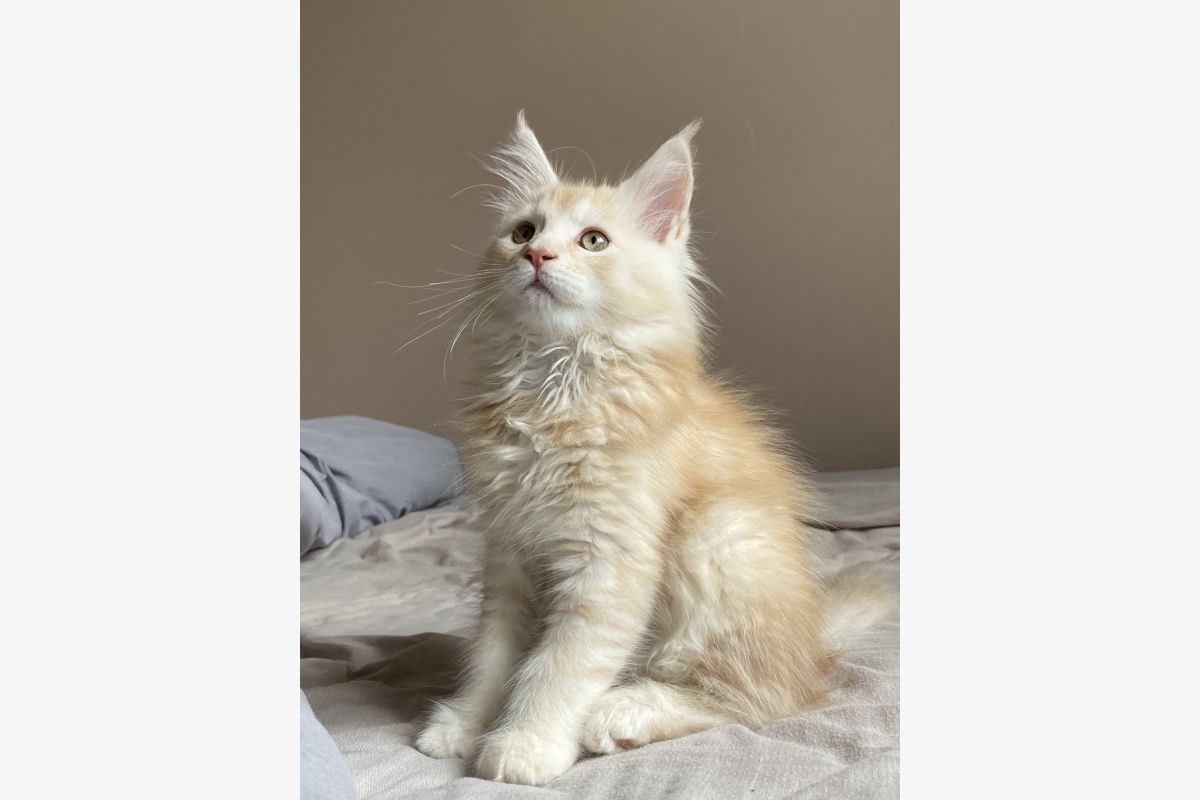 Photo 1 Chaton Maine Coon