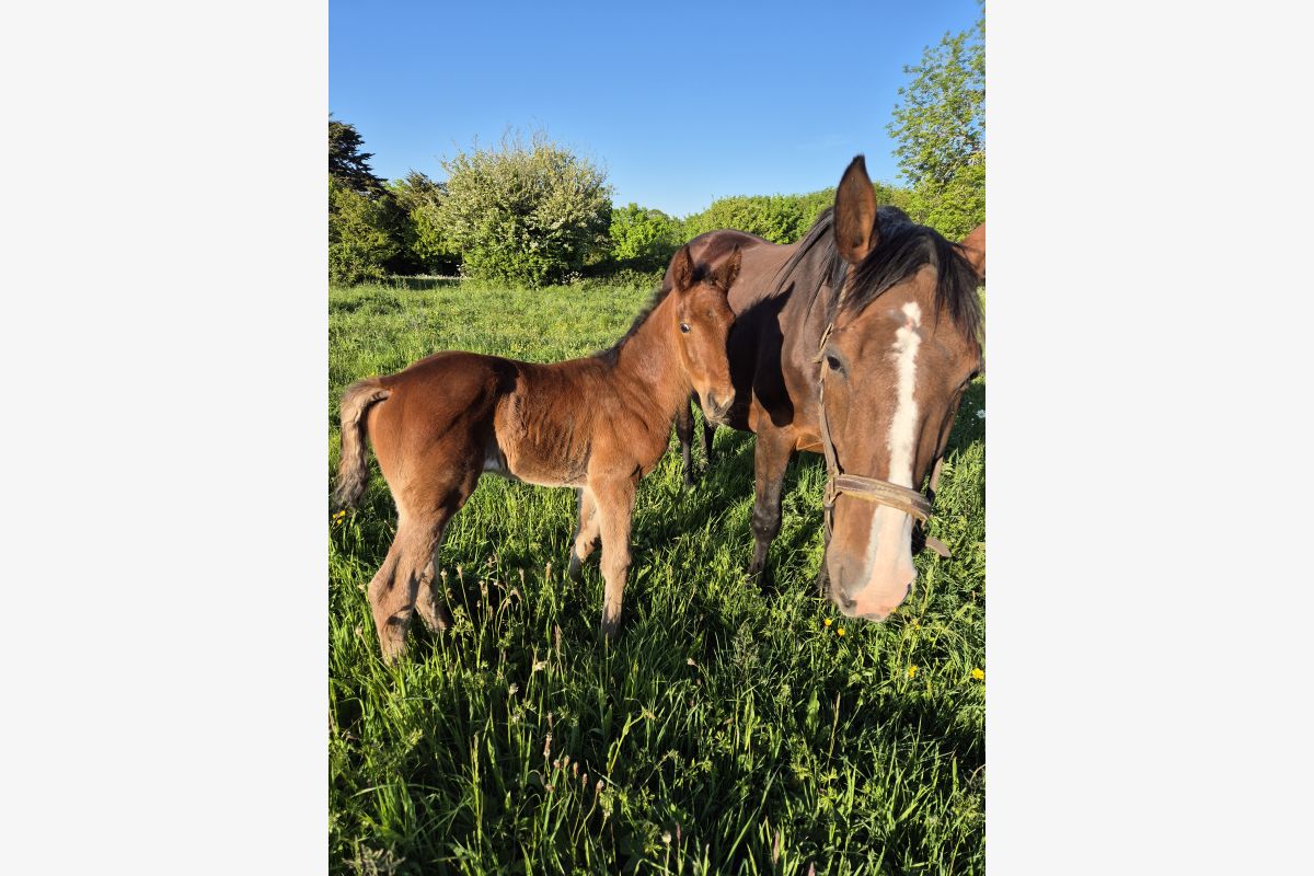 Photo 1 A vendre poulinière trotteuse et son poulain cause décès 
