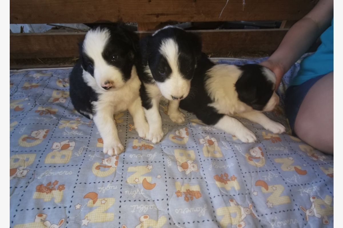 chiots Border Collie  - 30248930_0d74b9c9d72c00acfb256256295d2ec6.jpg