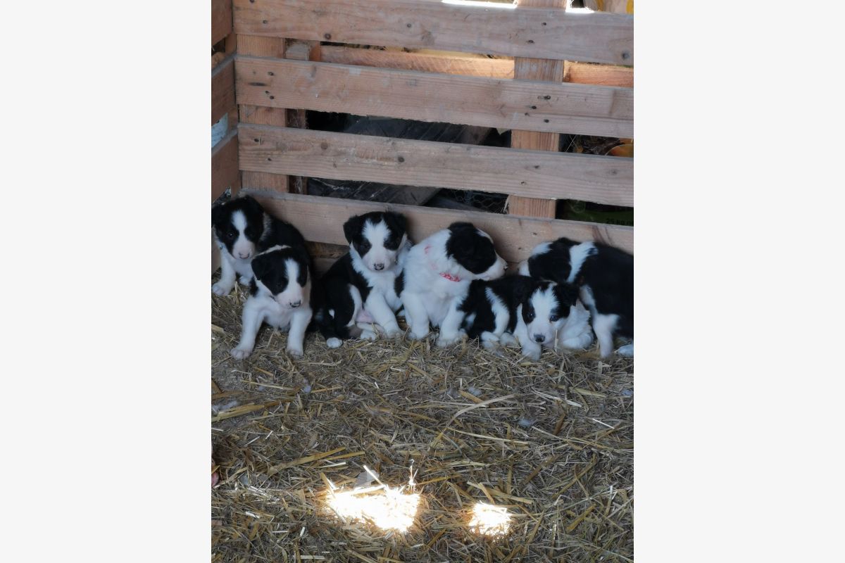 Photo 1 chiots Border Collie 