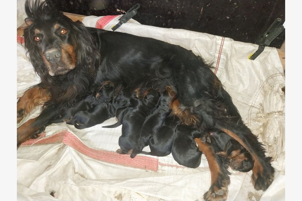 Photo 1 chiots setter gordon