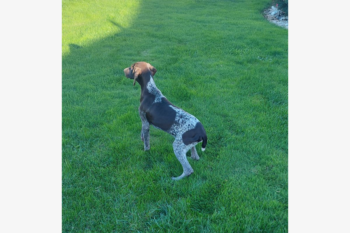 Photo 1 Chiots Braque allemand