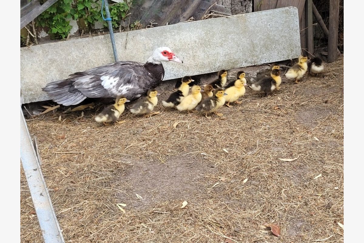Photo 1 Couvée de canetons et leur mère