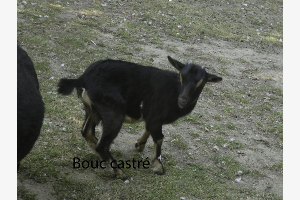 Deux couples de chevreaux nains - 30249785_077af144cb565cbfa74834e5c757ef41.jpg