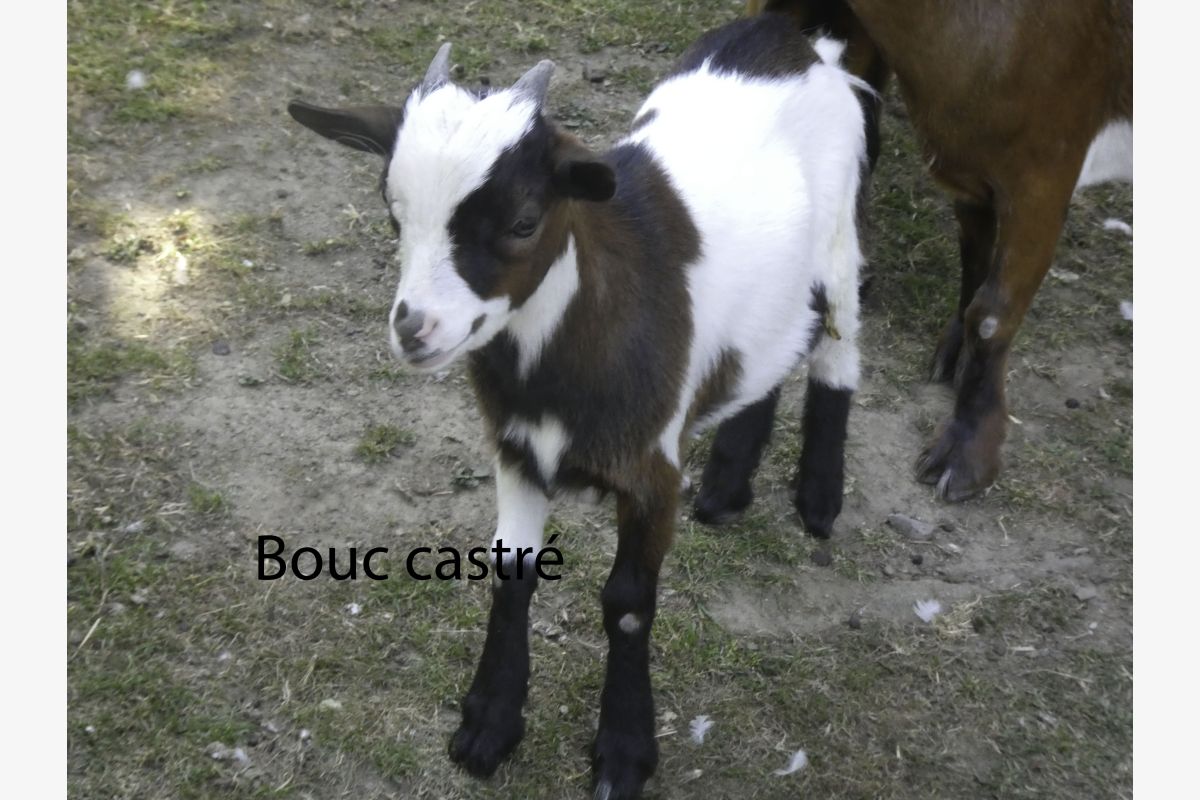 Deux couples de chevreaux nains - 30249785_087355cda85628a8bbfaf47f444d3b90.jpg
