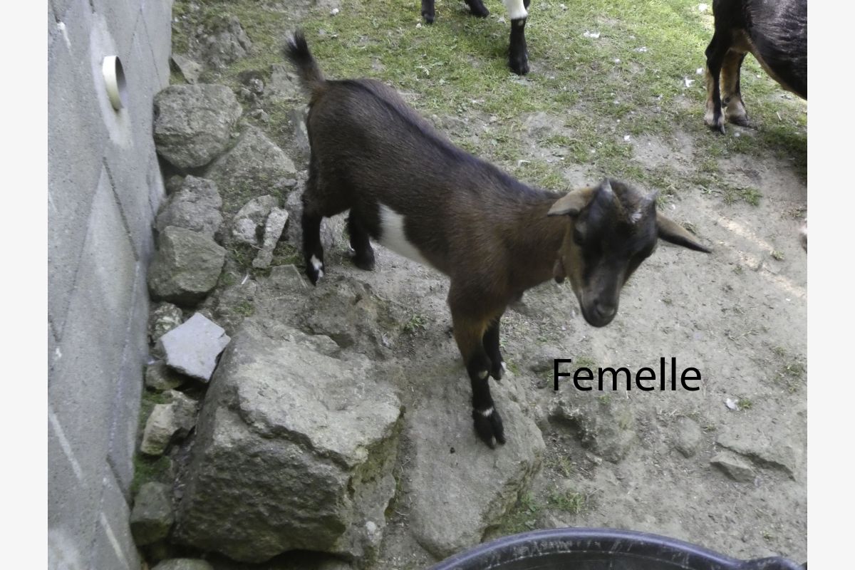 Photo 1 Deux couples de chevreaux nains