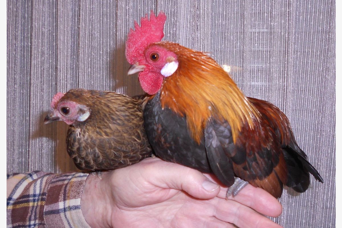 Photo 1 Poules/coqs de compagnie