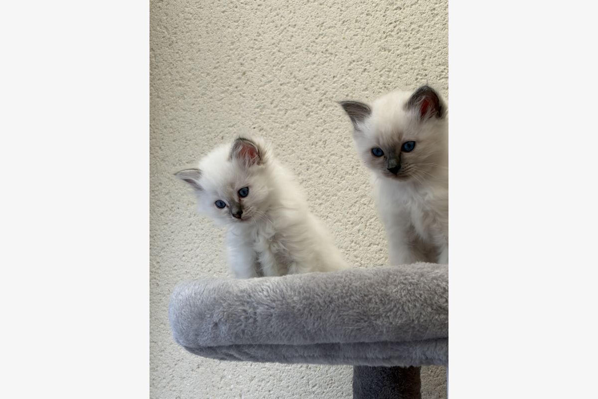 Photo 1 Vends chatons Sacré de Birmanie LOOF