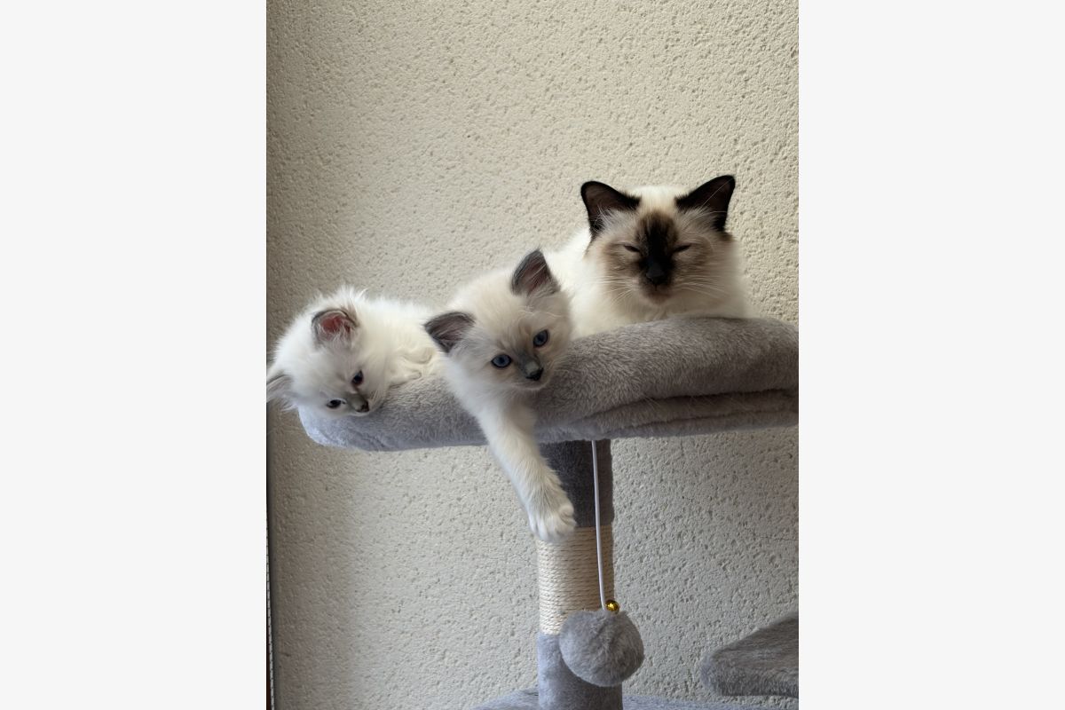 Vends chatons Sacré de Birmanie LOOF - 30250218_4674946badab59092b22d93b542e7721.jpg