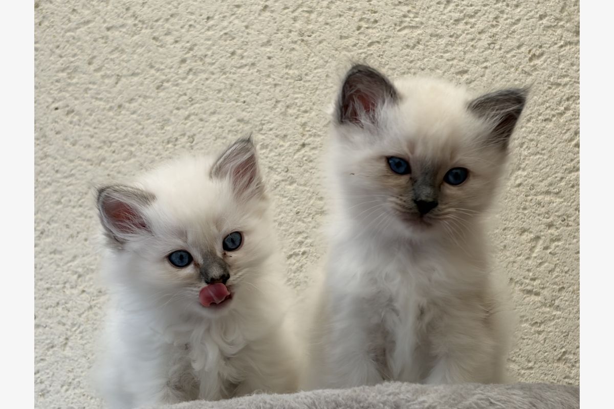 Vends chatons Sacré de Birmanie LOOF - 30250218_f131c0e03d77ab2a1f48a5795558c958.jpg