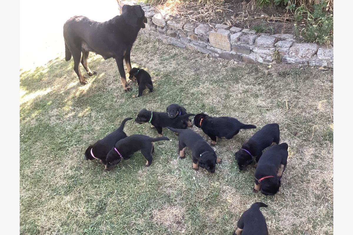 Photo 1 Chiot apparence beauceron 