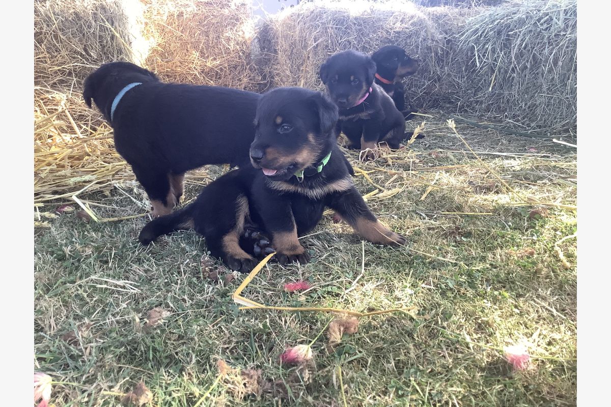 Chiot apparence beauceron  - 30250353_9561045136e8fc54f900cf6abe05f0d8.jpg