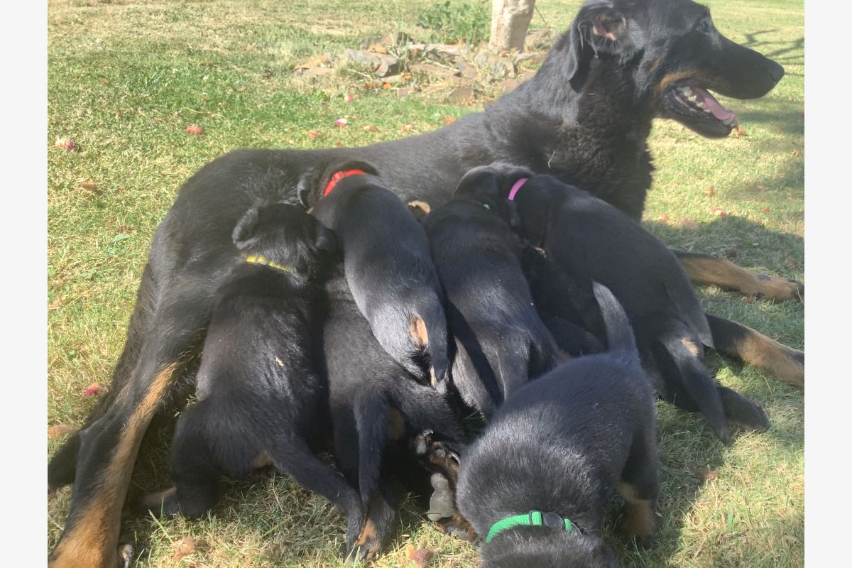 Chiot apparence beauceron  - 30250353_b7753b44d78d9a0ab47f73ab81a2e9b6.jpg
