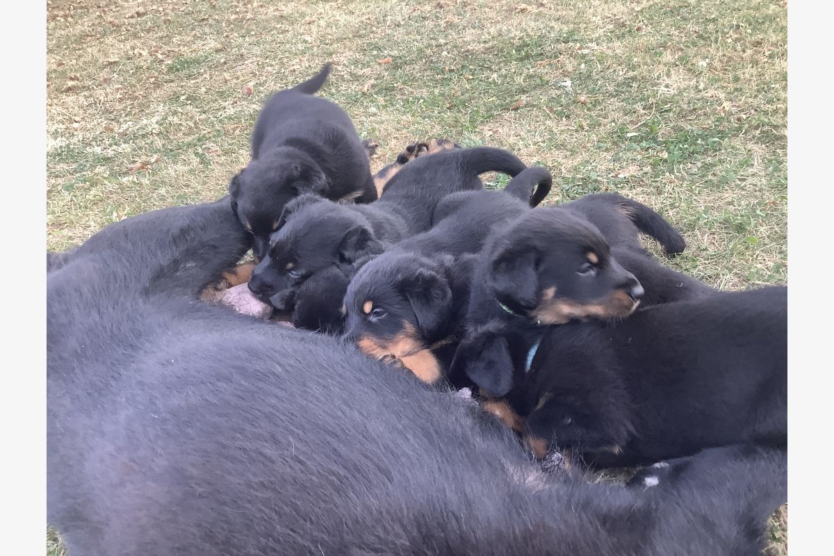 Chiots apparence beauceron - 30250372_51987f88dd264fe0211694406d052d3f.jpg