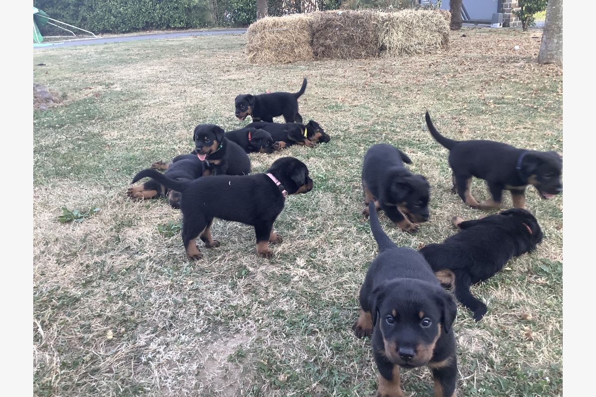 Chiots apparence beauceron - 30250372_56cc9410e8d9825407bda8541a339a65.jpg