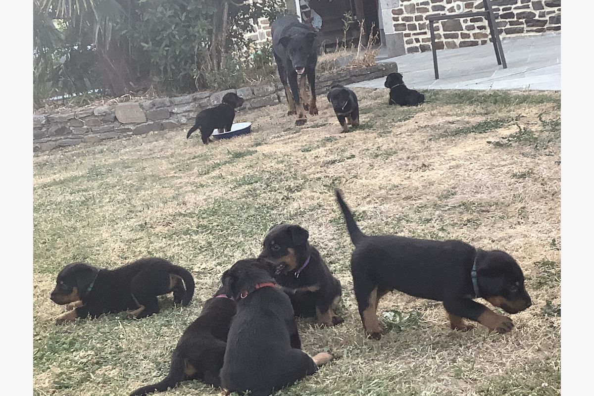 Photo 1 Chiots apparence beauceron