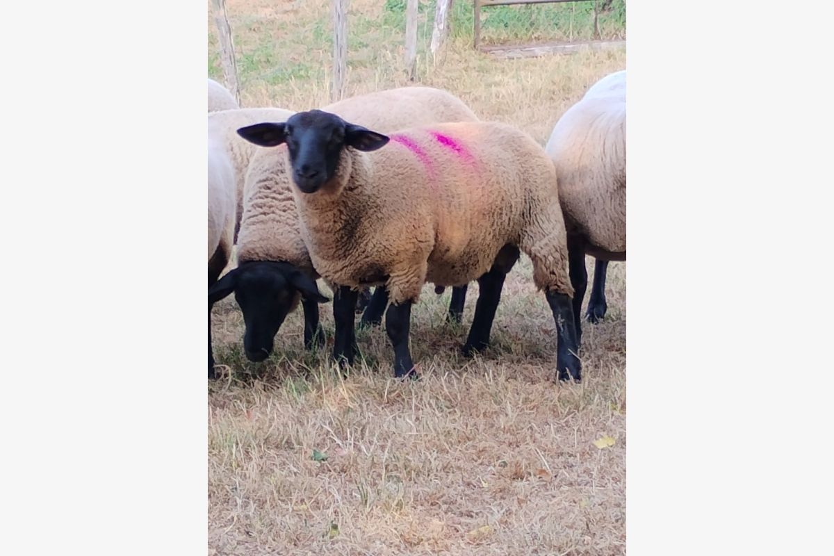 Photo 1 2 béliers Suffolks 