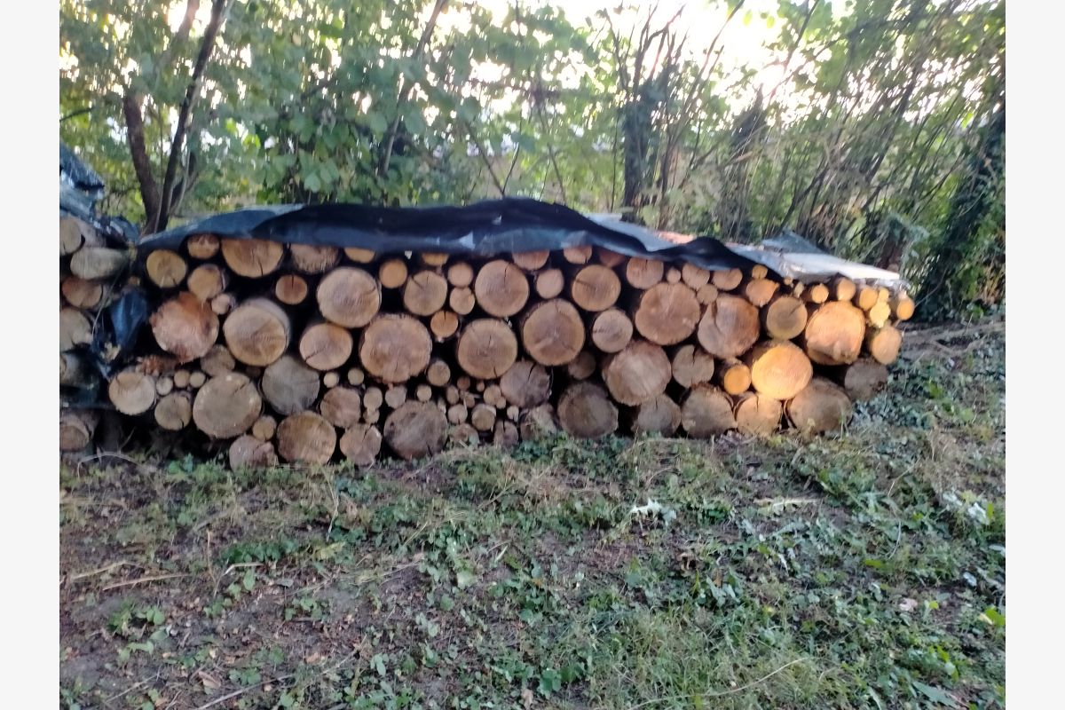 Vente de sapins douglas coupés en 1 m - 30250599_4ab1befa8683aa1b14e63e70d5fbe433.jpg