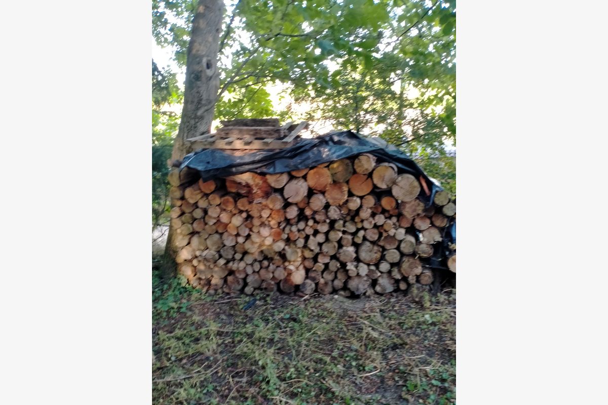 Photo 1 Vente de sapins douglas coupés en 1 m