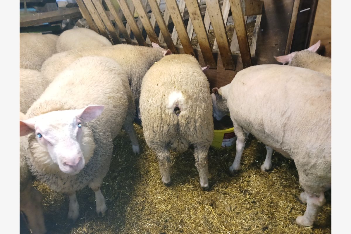 A v. béliers cotentins  - 30250618_d7c4c86a112721fdac3a5453ae3982e4.jpg