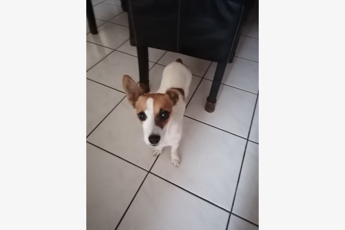 Donne apparence jack russel - 30250629_62cb0f44a2db5fbd84a91fa391636981.jpg