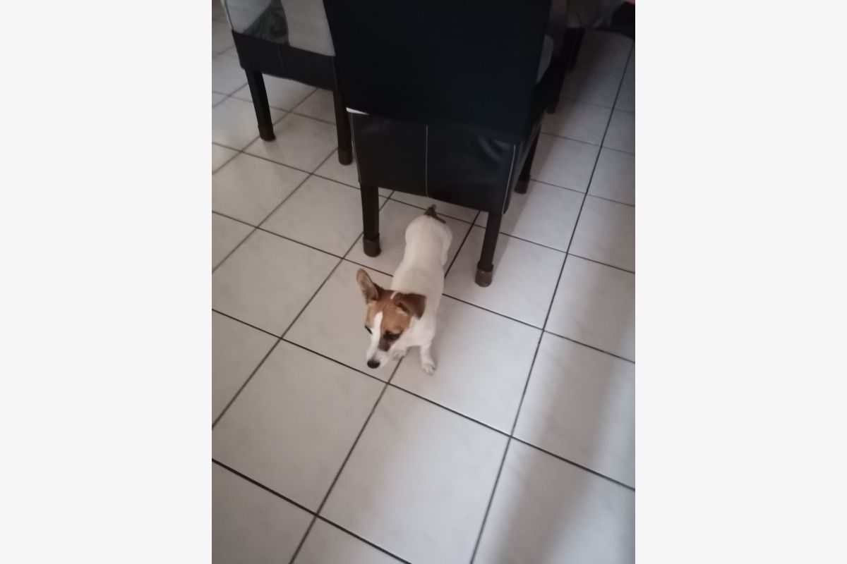 Photo 1 Donne apparence jack russel