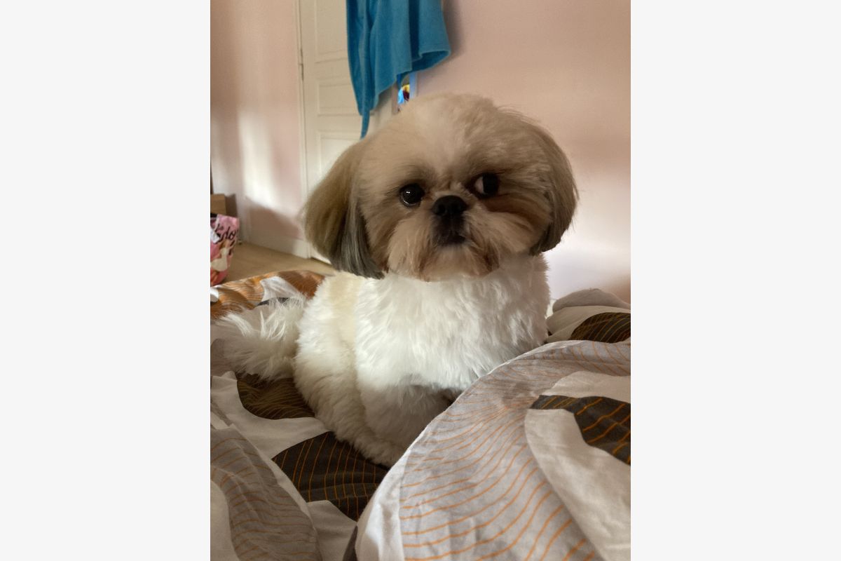 Photo 1 à donner apparence Shih tzu nain