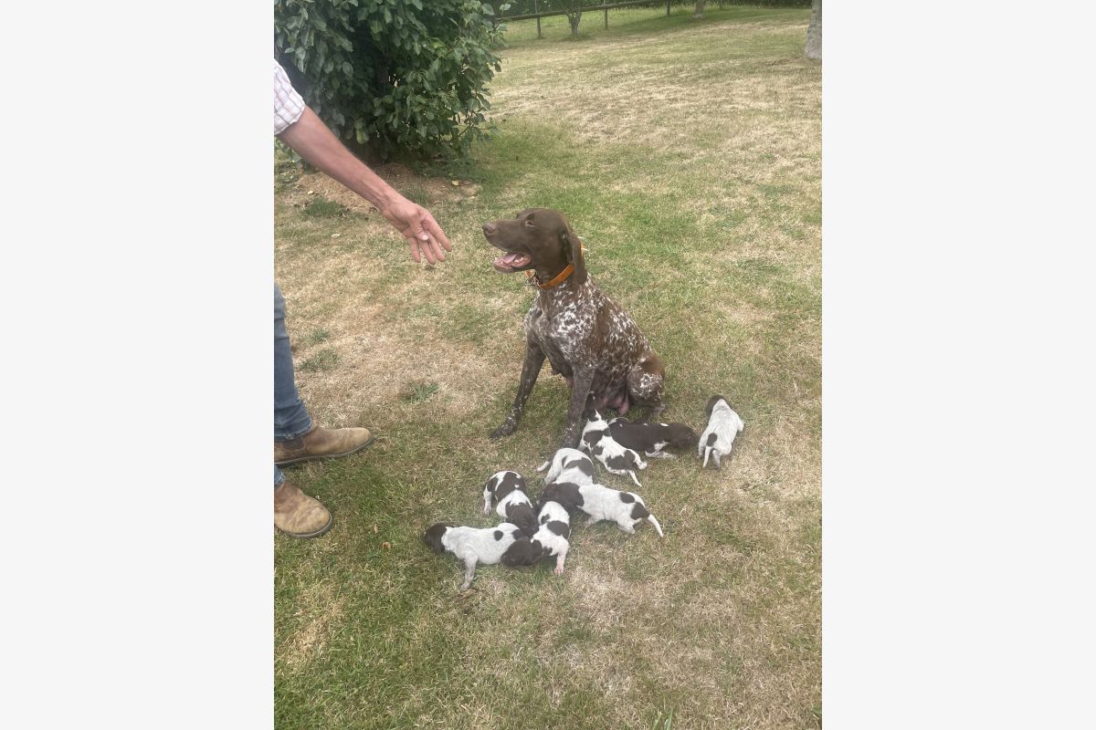 Photo 1 A réserver chiots apparence Braques allemand 