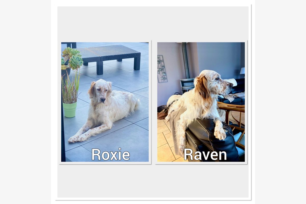 Photo 1 Chiots setters anglais