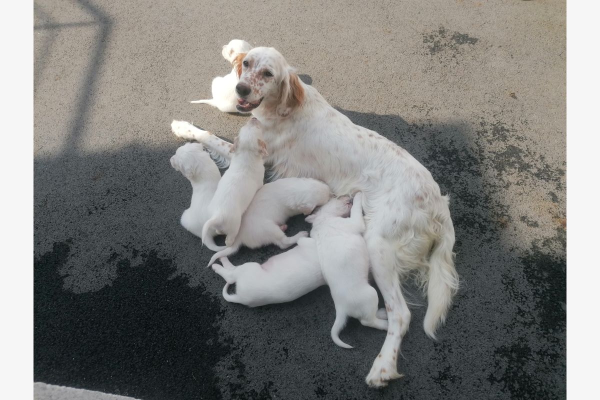 Chiots setters anglais - 30250986_bd898ef73c578f79820de234781799d3.jpg