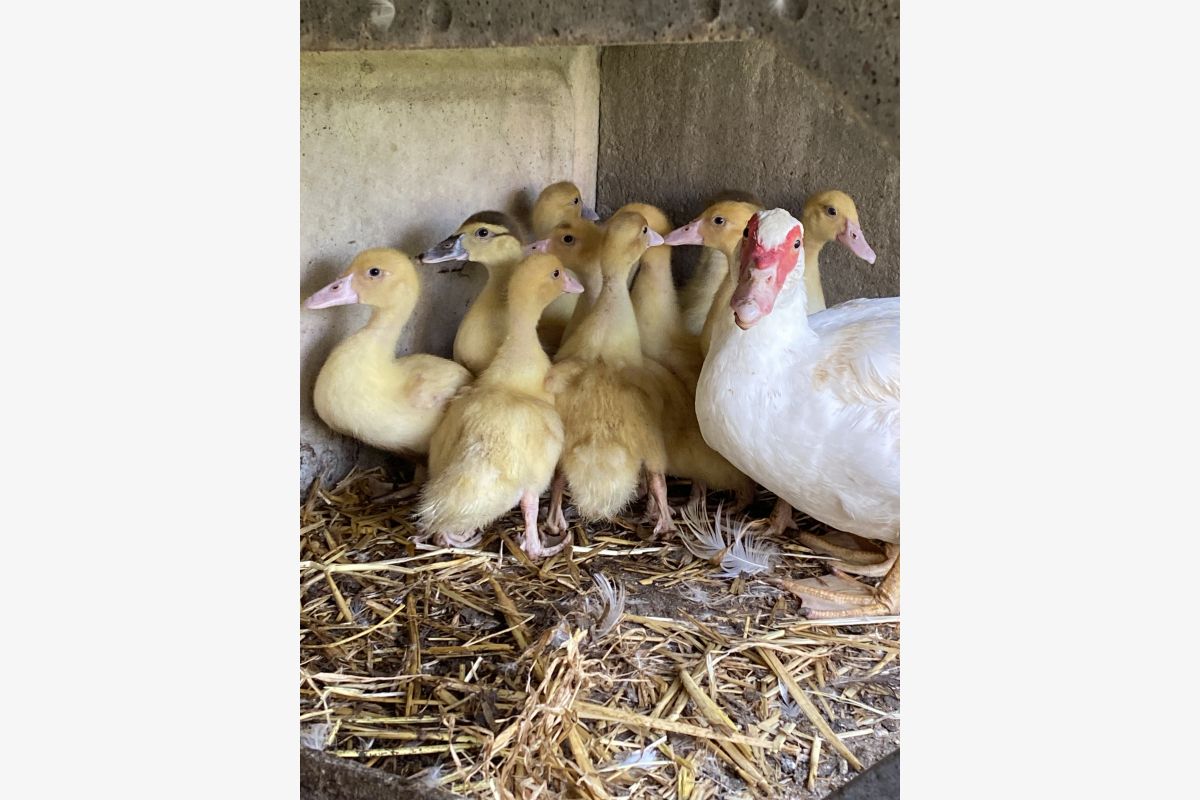 Photo 1 11 petits canards