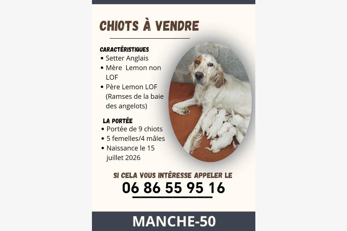 Photo 1 Chiots apparence setter anglais