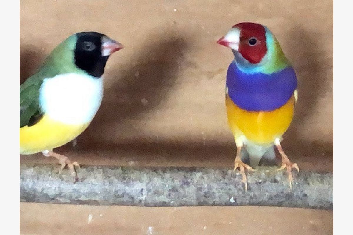 Photo 1 5 jeunes diamants de Gould