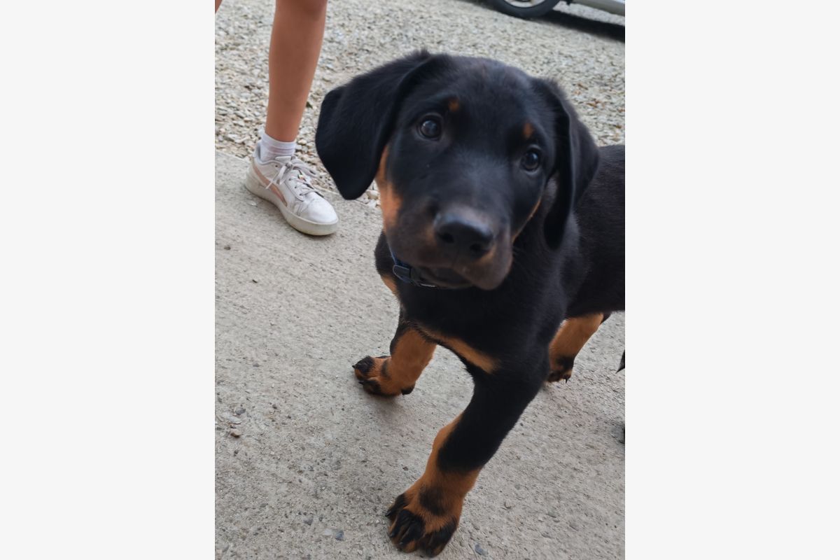 Photo 1 Apparence beauceron