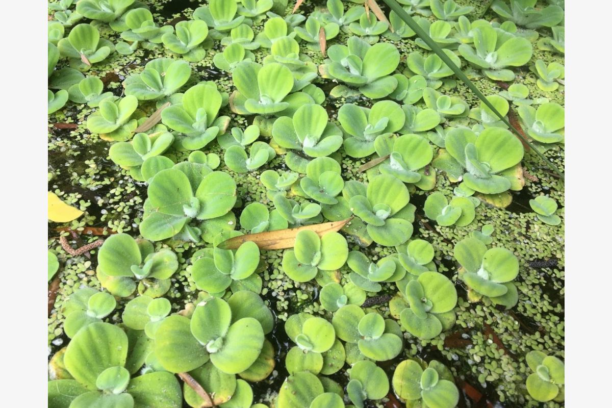 Photo 1 10 plantes 