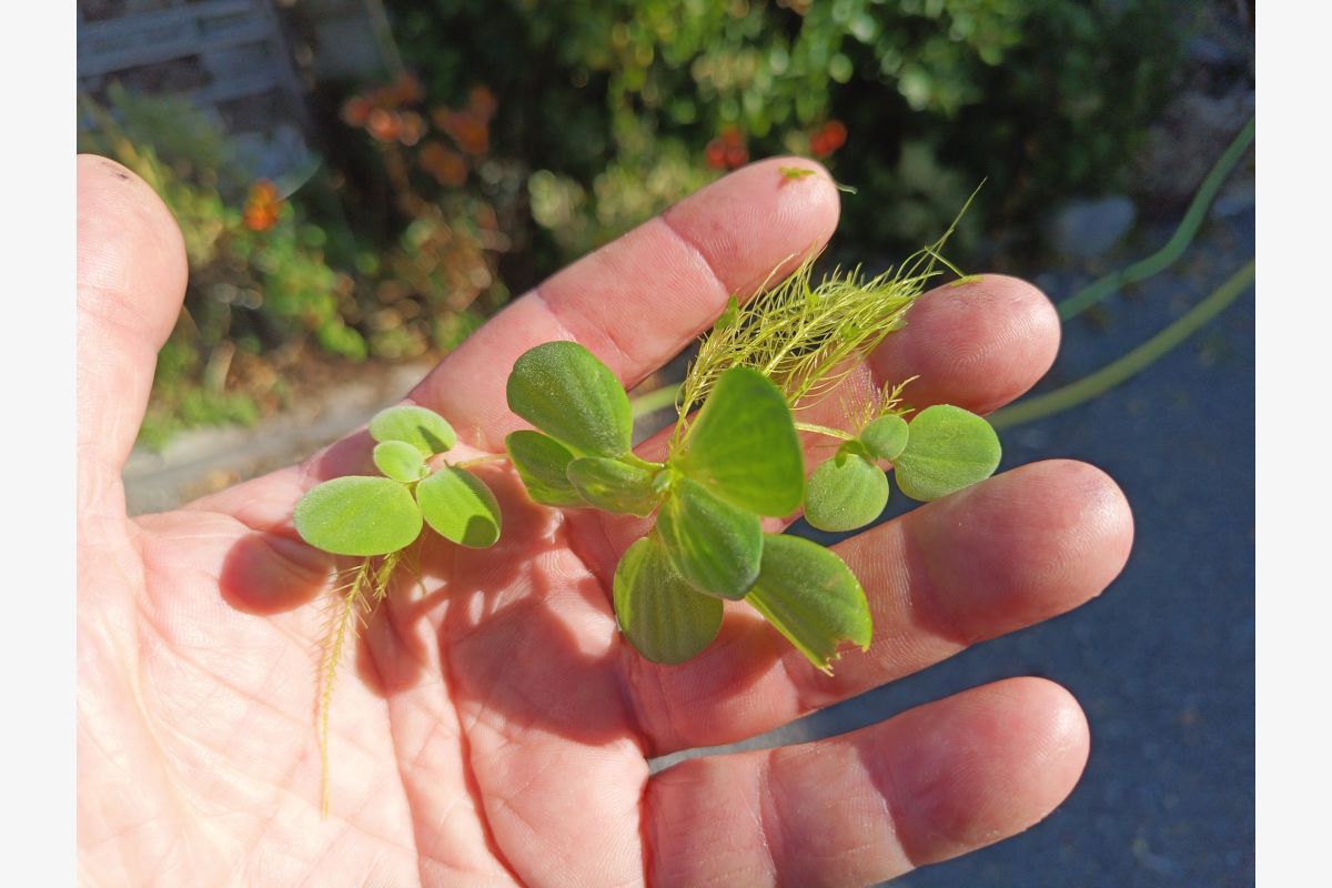 10 plantes  - 30251506_8be20b81805c424c0bbc59de00d63cbd.jpg