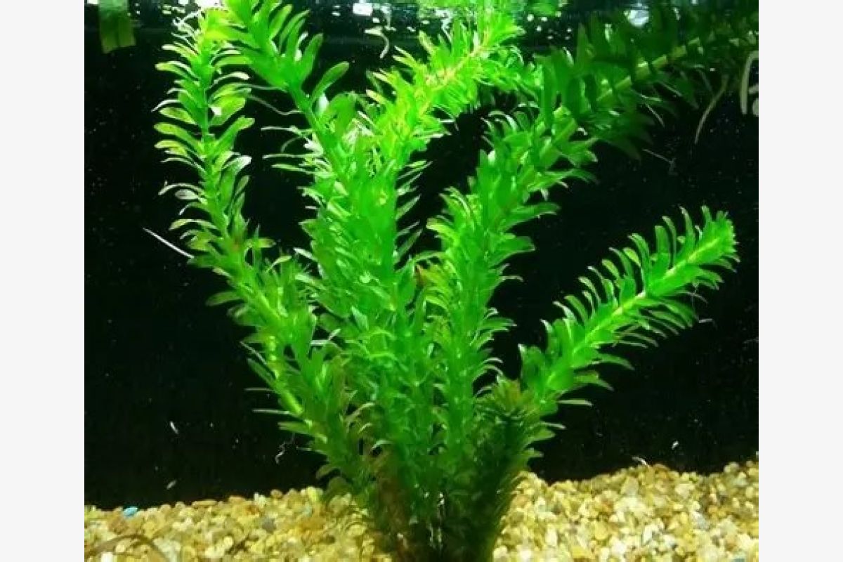 10 plantes  - 30251506_eb84762d2b099bc3a353be2e575627cb.jpg