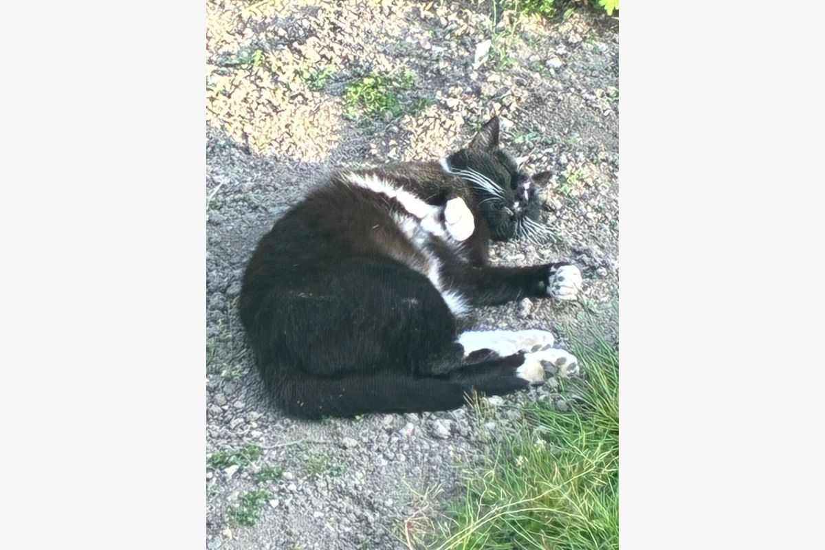 Perdu chat  - 30251682_8b1868d0189fbfd97eafa5630d2341f5.jpg