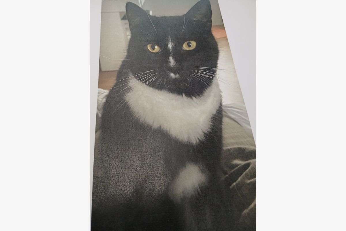 Photo 1 Perdu chat 