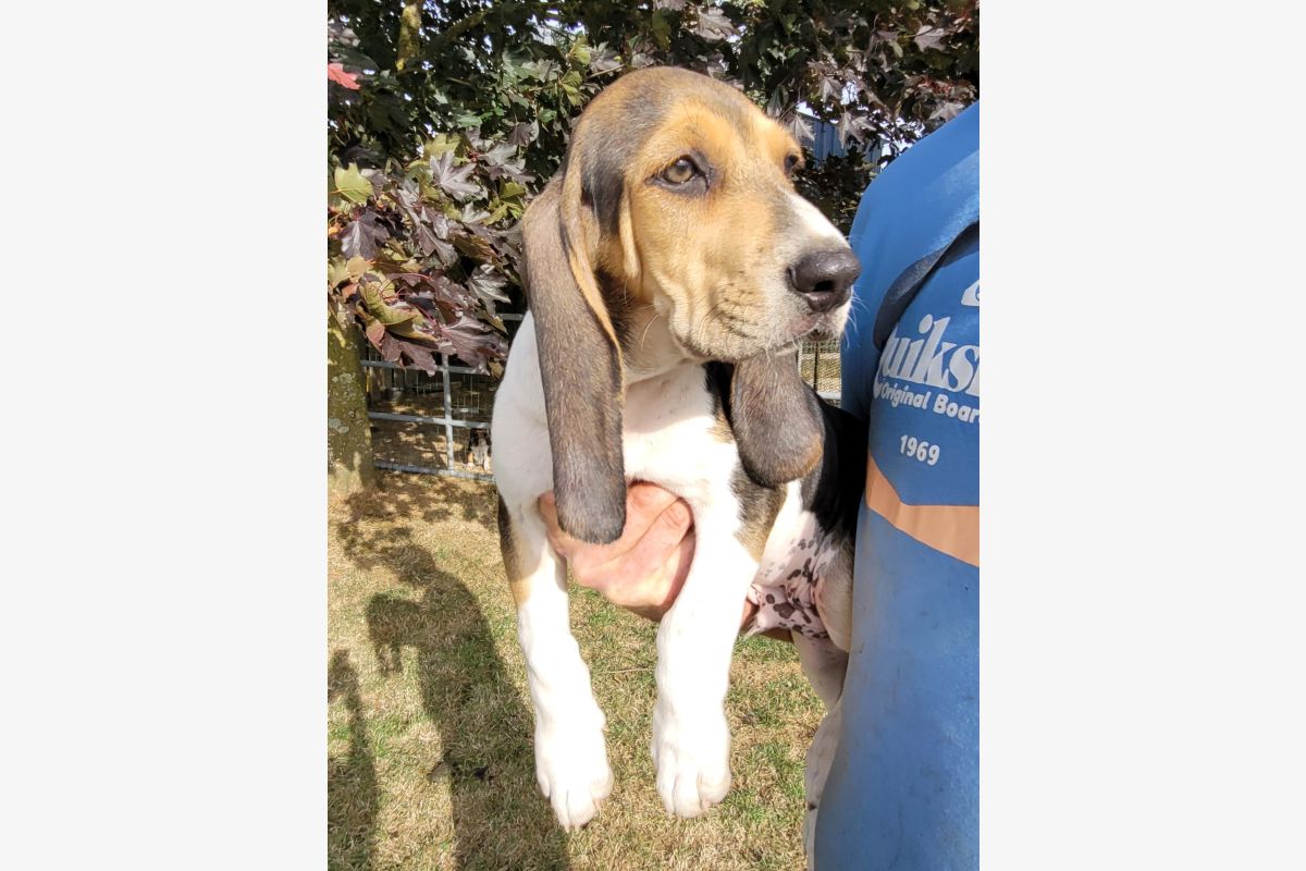 À vendre chiot  - 30251722_1fba1b12f84bb7ae4370ccf8cf83f2ff.jpg