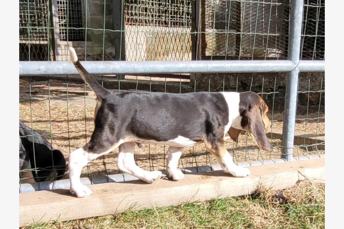 À vendre chiot  - 30251722_dc463e9fc24afad31eb292939015a269.jpg