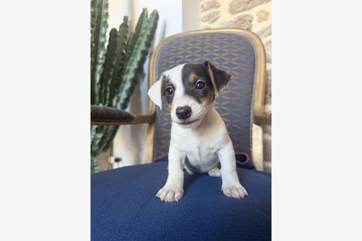 Photo 1 Race jack russel terrier