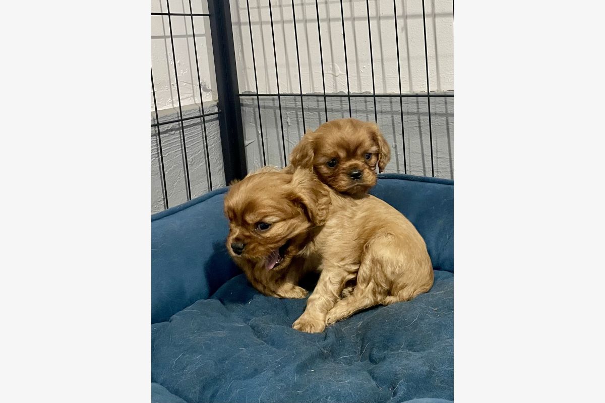Vends superbes chiots race Cavaliers King Charles LOF excellent pedigree  - 30252081_11796617469e5460c2da42ff18afb30d.jpg